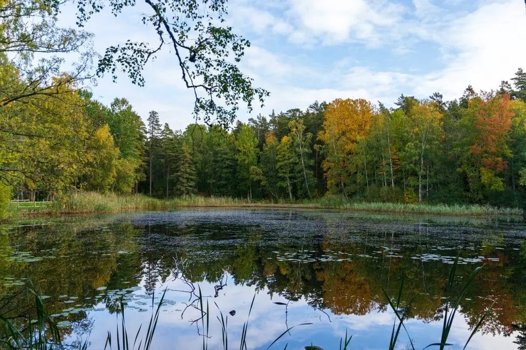 a pond with trees in the background
