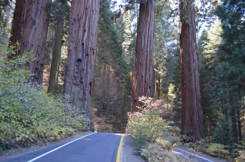 a road with large trees