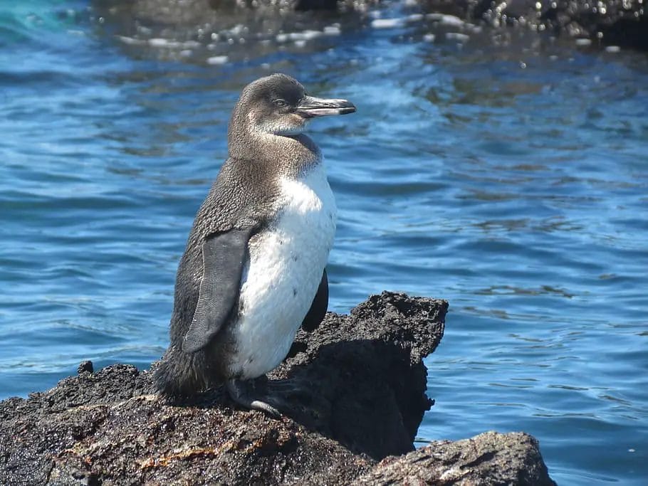 A Penguin Sitting On A Rock
