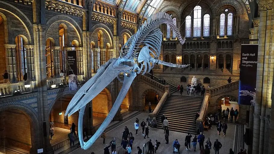 a skeleton of a whale in a museum