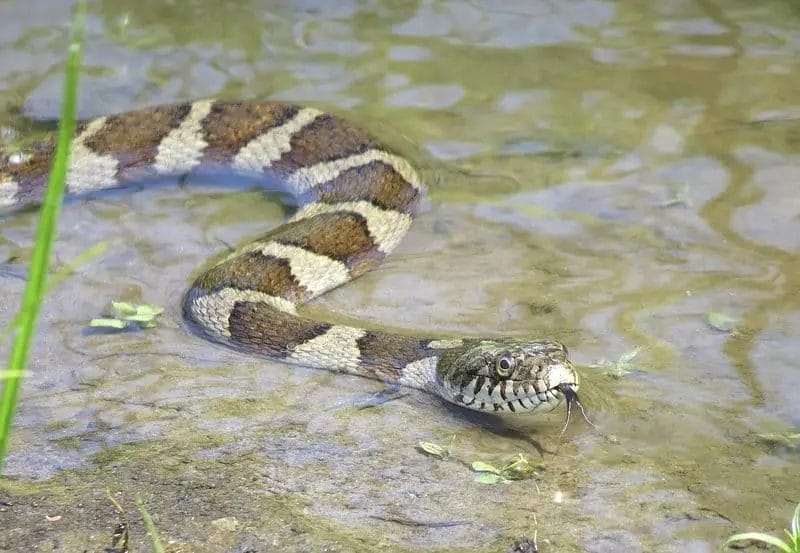 Common Snakes in Jamaica