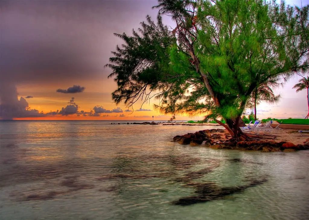 a tree on a beach in a remote beach in Grand Cayman