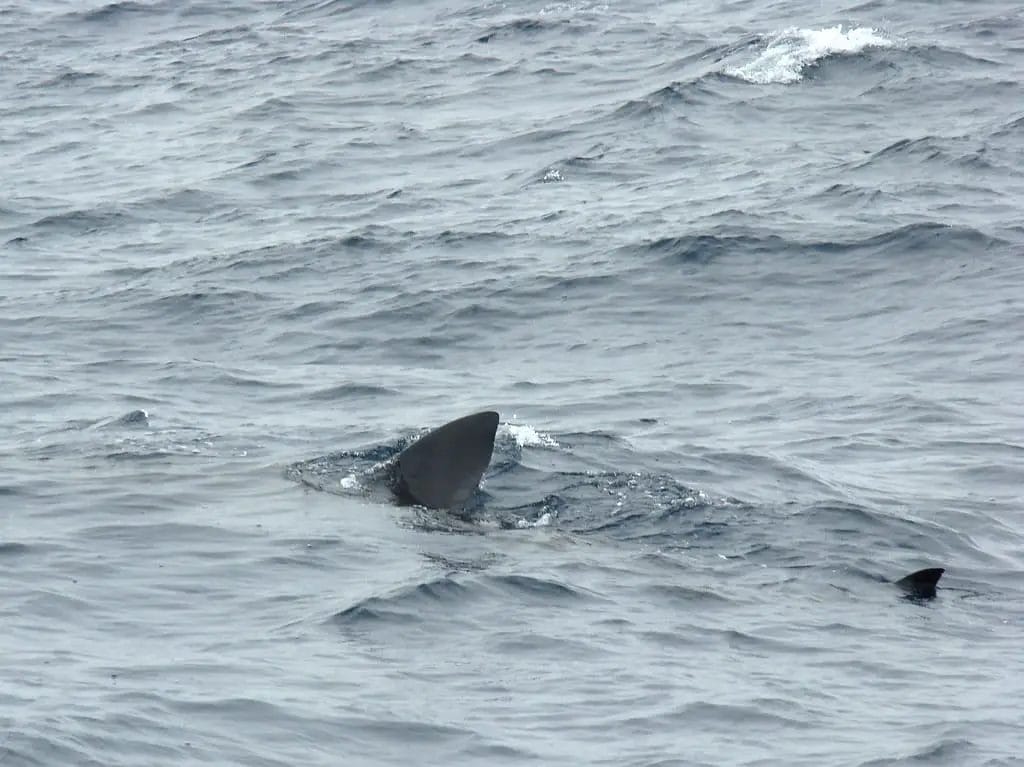 a Great White shark fin in the water