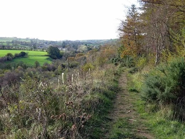 a path in a grassy area