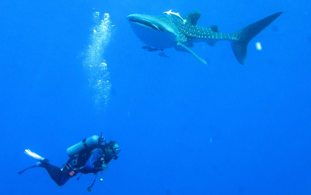Snorkeling and Diving Opportunities with Sharks
