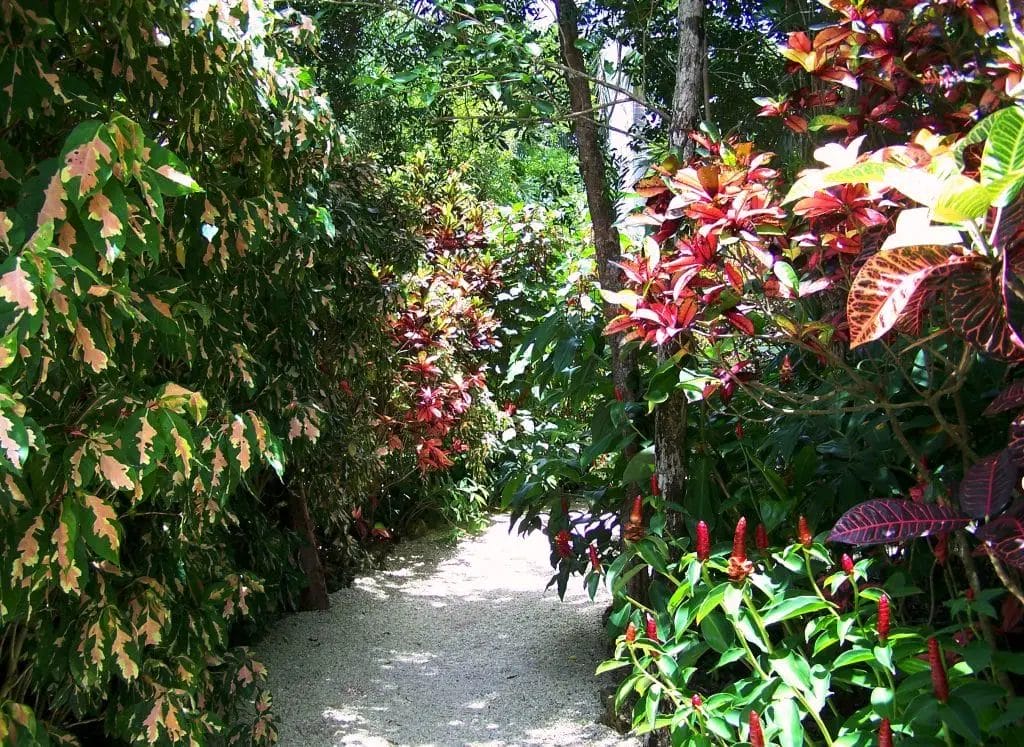 a path in a tropical forest in The Botanic Park Grand Cayman
