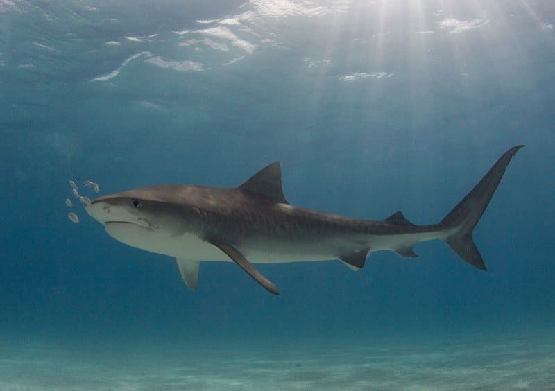 Sharks Found in Curacao