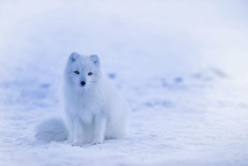 A Iceland Arctic Fox