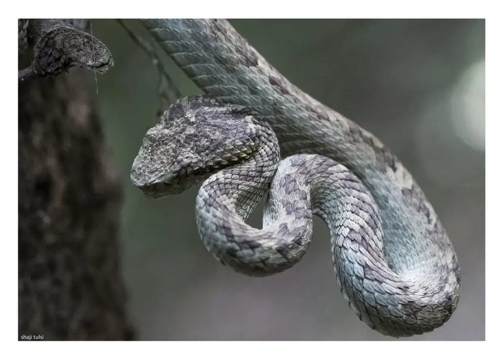 The Grey Viper Snake