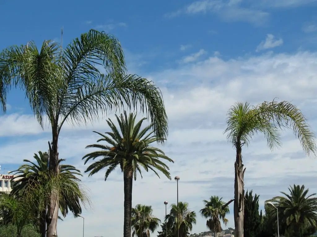 Palm Trees in France