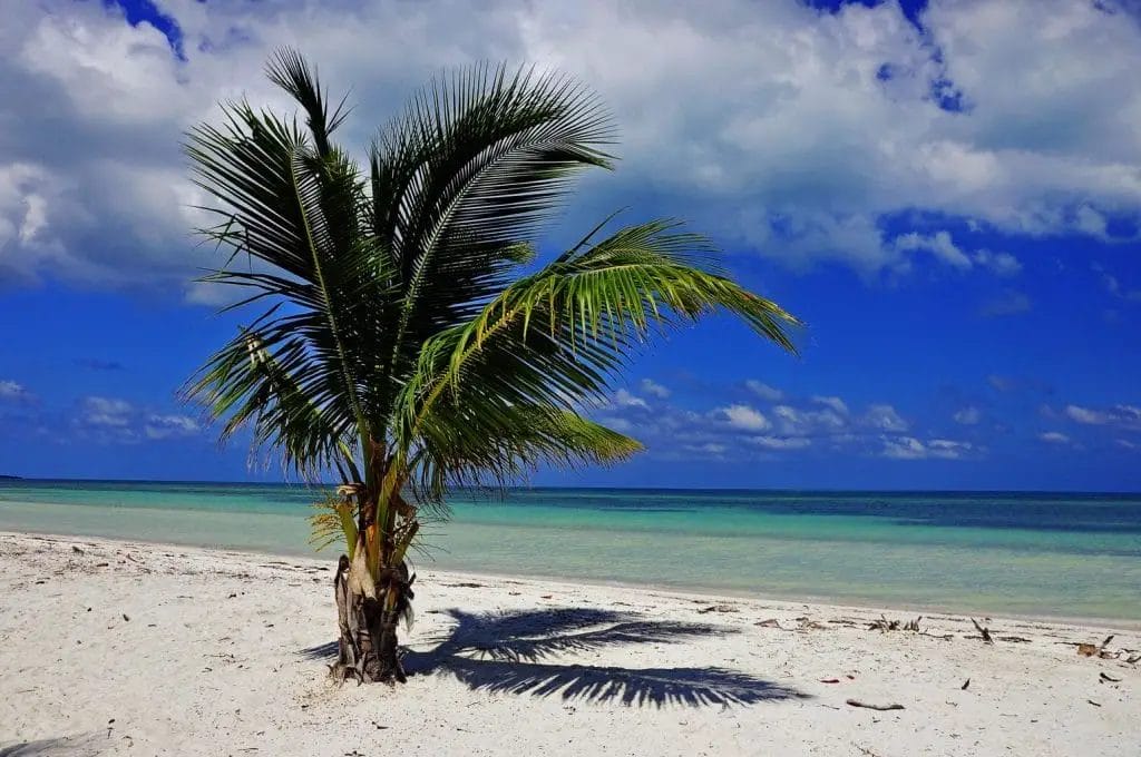 Cuba Palm Beach Sea